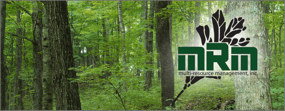 Multi-Resource Management Forestry